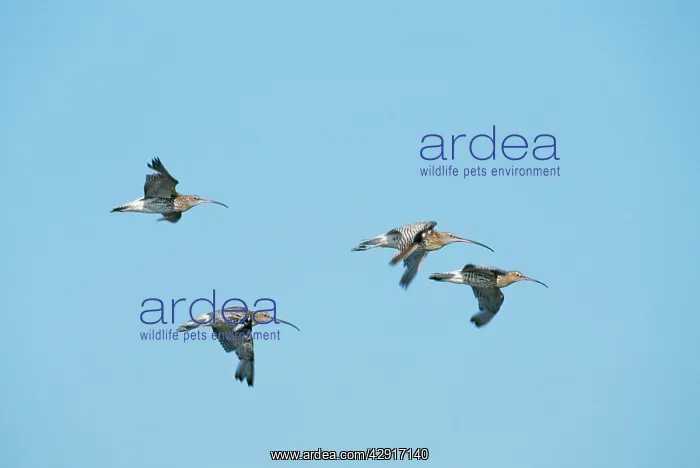 : CURLEWS - GROUP OF FOUR IN FLIGHT : CURLEWS - GROUP OF FOUR IN FLIGHT