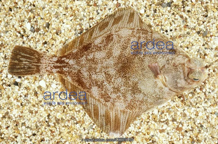: CURLFIN TURBOT - ON SHINGLE : CURLFIN TURBOT - ON SHINGLE