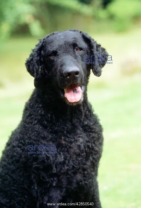 : Curly-coated Retriever Dog : Curly-coated Retriever Dog