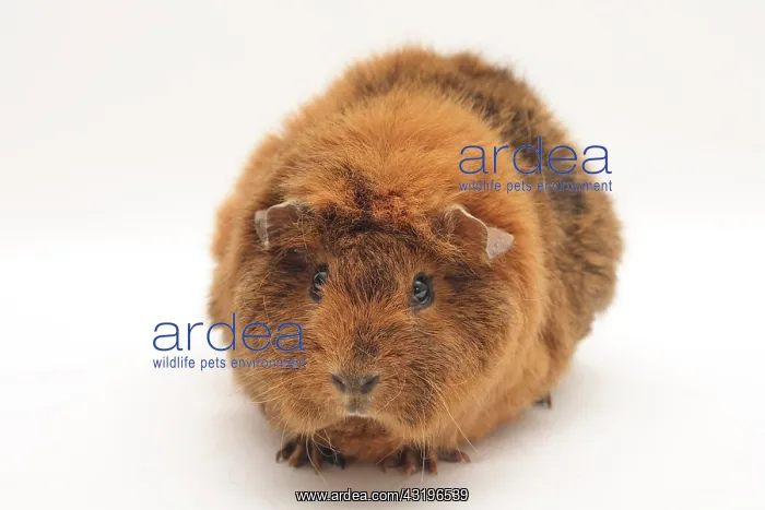 : Curly guinea pig, gold-agouti, 6 months old, looking : Curly guinea pig, gold-agouti, 6 months old, looking