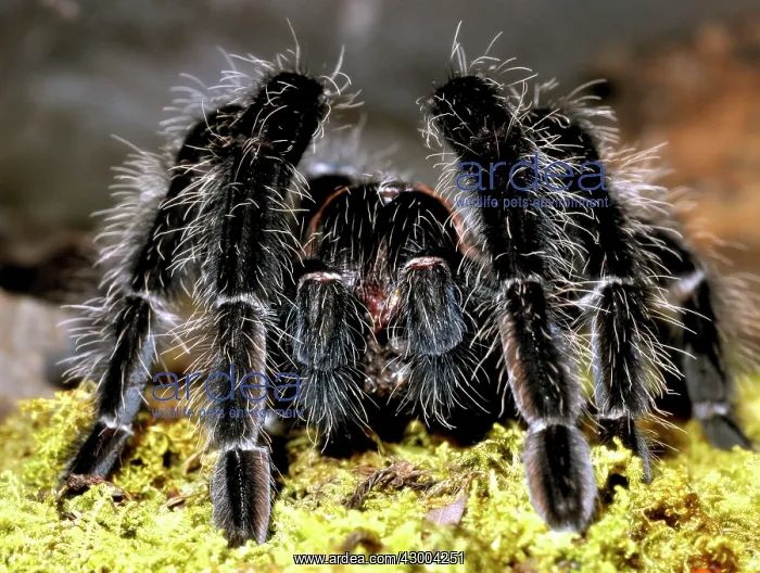 : Curly-hair Tarantula : Curly-hair Tarantula