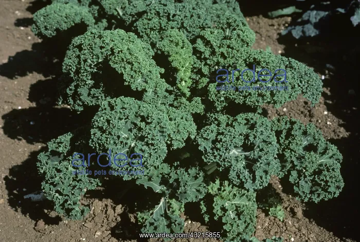 : Curly kale variety Borecole Spurt : Curly kale variety Borecole Spurt