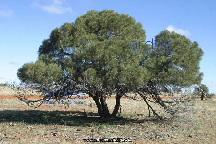 : Curly-podded Wattle : Curly-podded Wattle