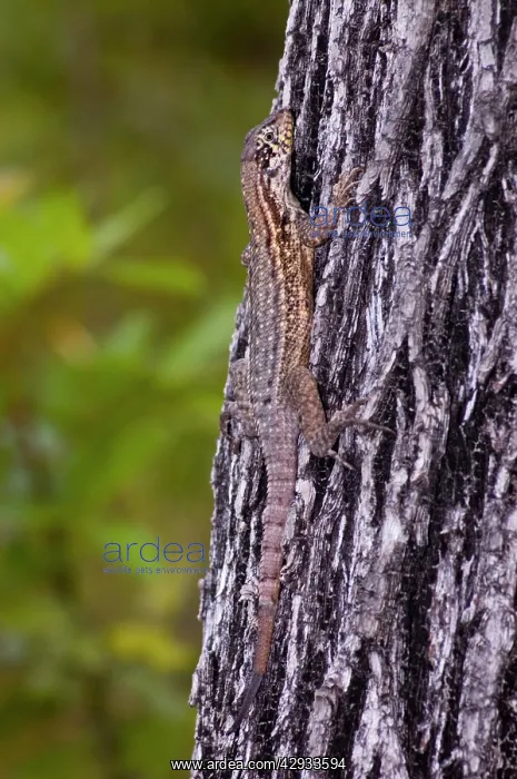 : Curly-tailed Lizard resting on tree trunk : Curly-tailed Lizard resting on tree trunk