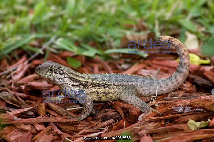 : Curly-tailed Lizard with tail curled characteristically : Curly-tailed Lizard with tail curled characteristically