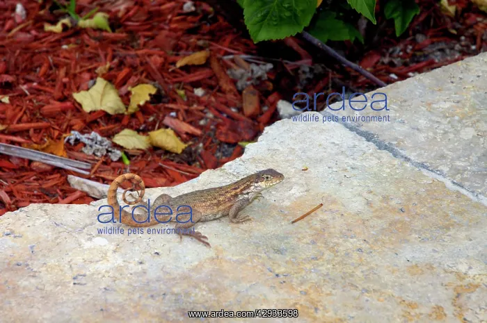 : Curly-tailed Lizard with tail curved characteristically : Curly-tailed Lizard with tail curved characteristically