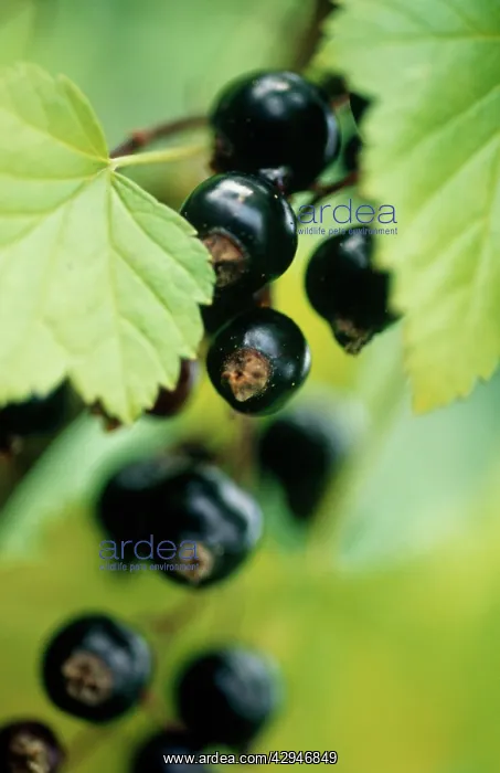 : Currant, Blackcurrant : Currant, Blackcurrant