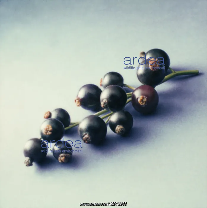 : Currant, Blackcurrant : Currant, Blackcurrant