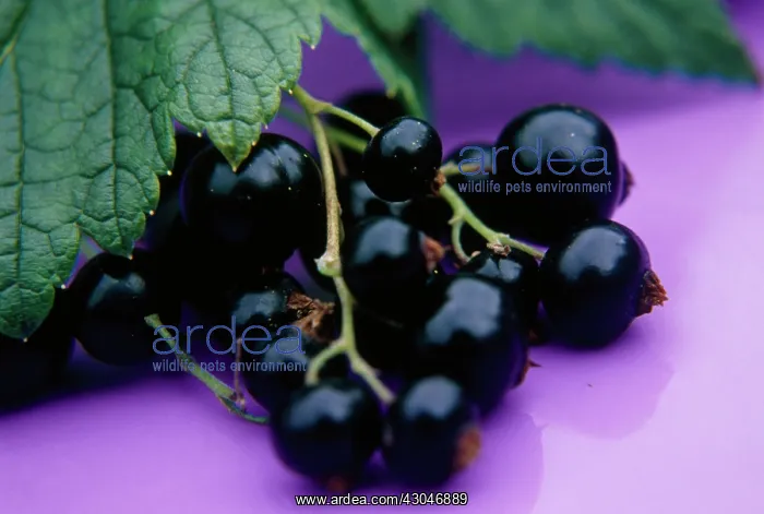 : Currant, Blackcurrant : Currant, Blackcurrant