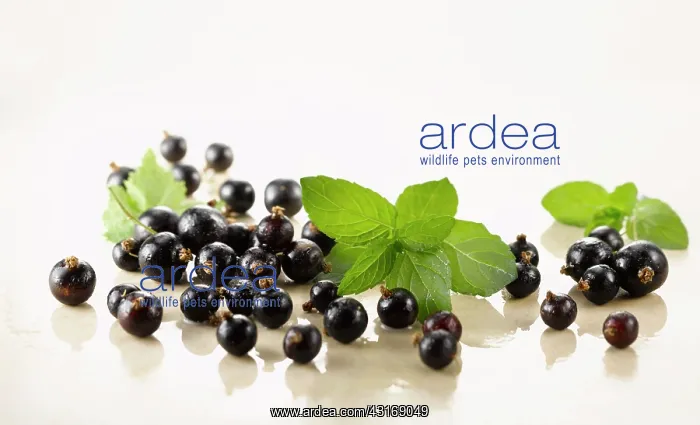 : Currant, Blackcurrant, Ribes nigrum. Several berries : Currant, Blackcurrant, Ribes nigrum. Several berries
