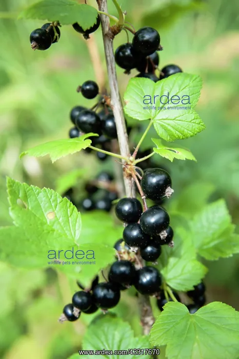 : Currant, Blackcurrant, Ribes nigrum, Ripe fruit : Currant, Blackcurrant, Ribes nigrum, Ripe fruit