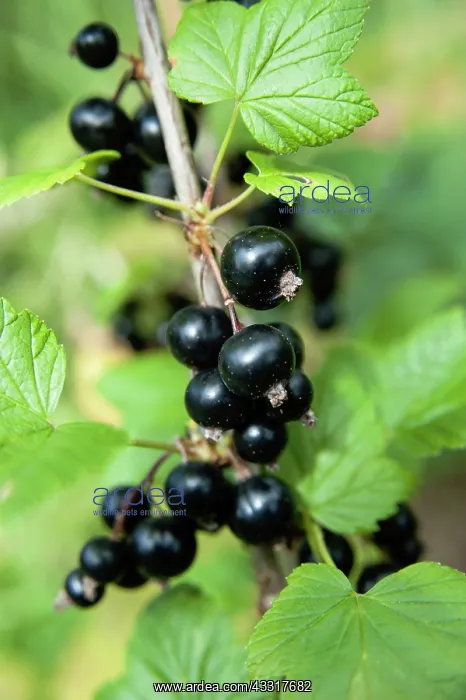 : Currant, Blackcurrant, Ribes nigrum, Ripe fruit : Currant, Blackcurrant, Ribes nigrum, Ripe fruit