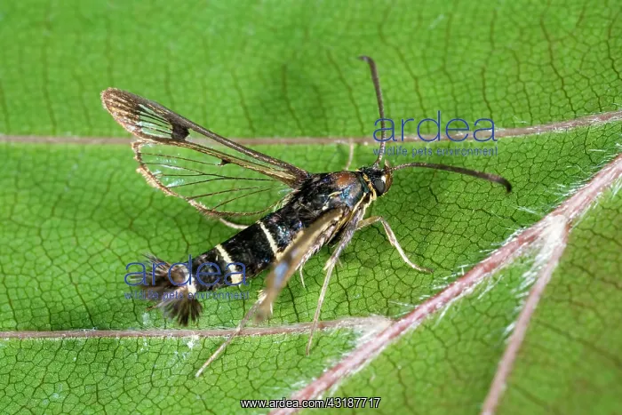 : Currant Clearwing : Currant Clearwing
