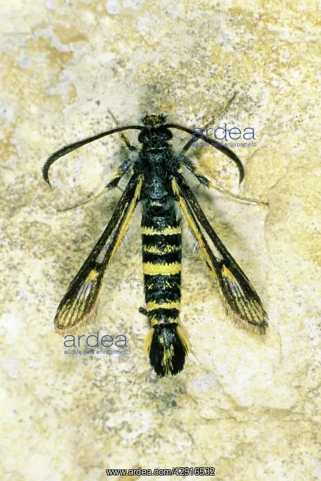 : Currant Clearwing - resting on stone : Currant Clearwing - resting on stone