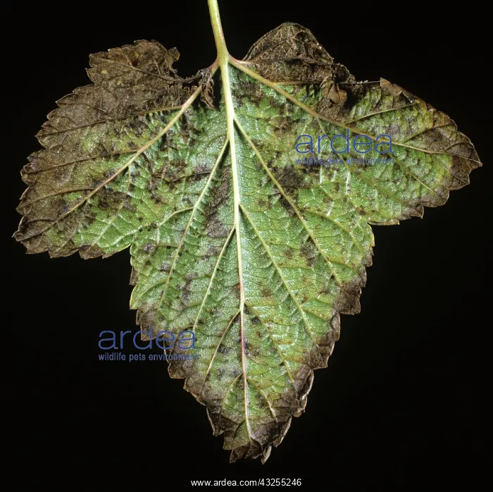 : Currant Leaf Spot (Drepanopeziza ribis) : Currant Leaf Spot (Drepanopeziza ribis)
