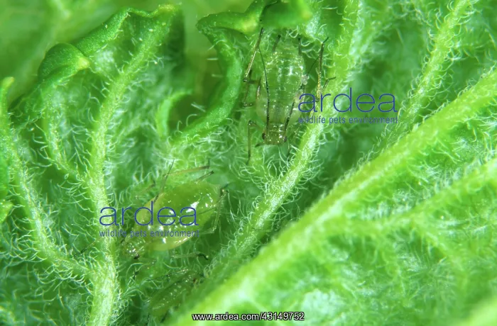 : Currant-lettuce aphid : Currant-lettuce aphid
