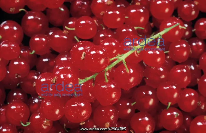 : Currant, Redcurrant : Currant, Redcurrant