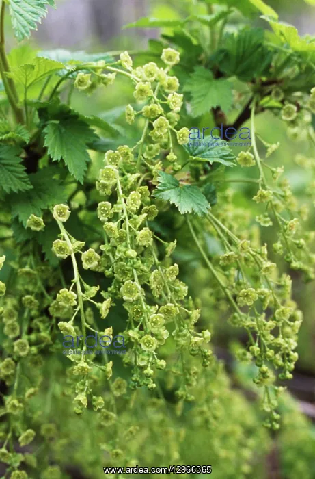 : Currant, Redcurrant : Currant, Redcurrant
