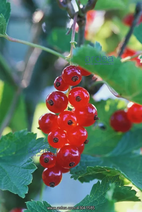 : Currant, Redcurrant : Currant, Redcurrant