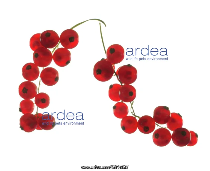  : Currant, Redcurrant