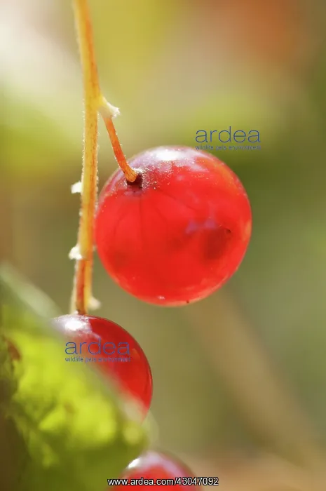 : Currant, Redcurrant : Currant, Redcurrant