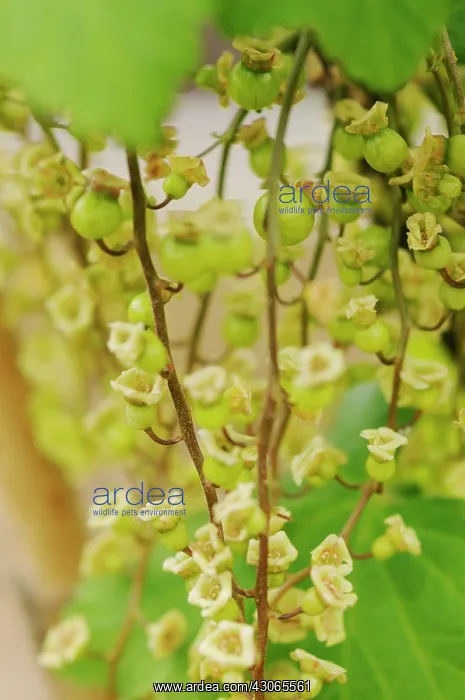 : Currant, Redcurrant : Currant, Redcurrant