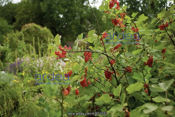 : Currant, Redcurrant : Currant, Redcurrant