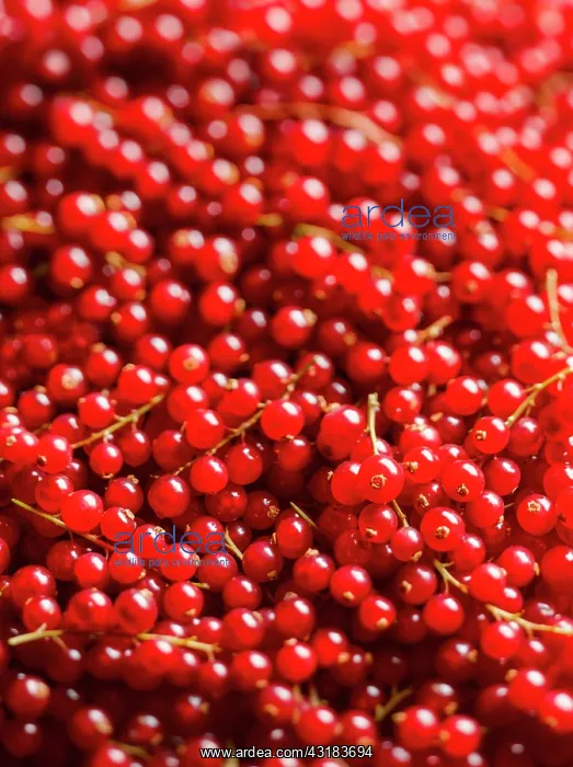 : Currant, Redcurrant, Ribes rubrum, Top view of a : Currant, Redcurrant, Ribes rubrum, Top view of a