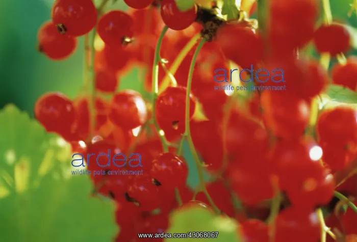 : Currant, Redcurrantr : Currant, Redcurrantr