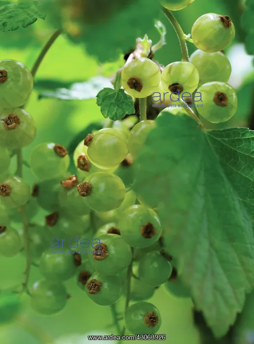  : Currant, Redcuurant