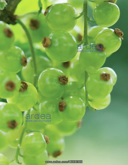 : Currant, Redcuurant : Currant, Redcuurant