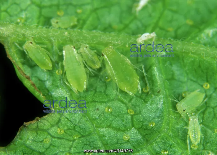 : Currant sowthistle aphid : Currant sowthistle aphid