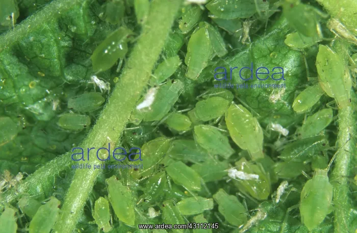 : Currant sowthistle aphids : Currant sowthistle aphids