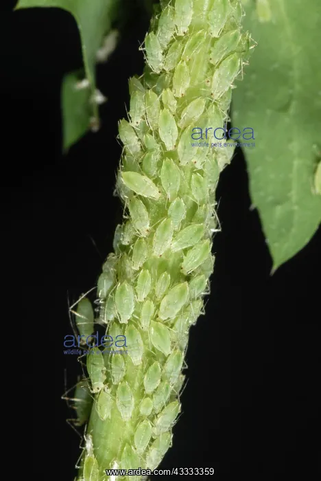 : Currant sowthistle aphids : Currant sowthistle aphids