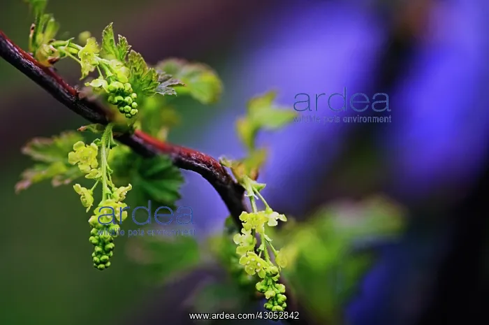 : Currant, Whitecurrant : Currant, Whitecurrant