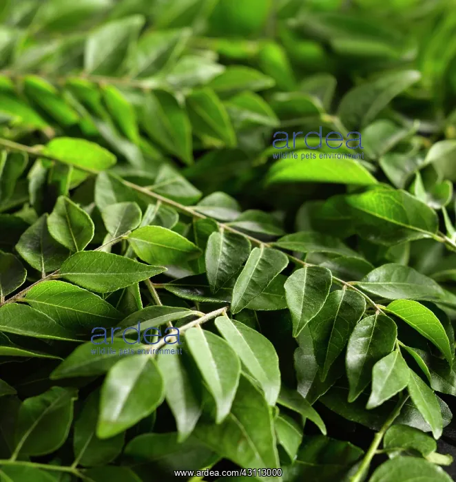 : Curry leaves, Murraya koenigii, mass of leaves of : Curry leaves, Murraya koenigii, mass of leaves of