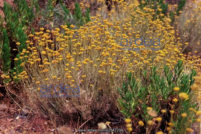 : Curry Plant : Curry Plant