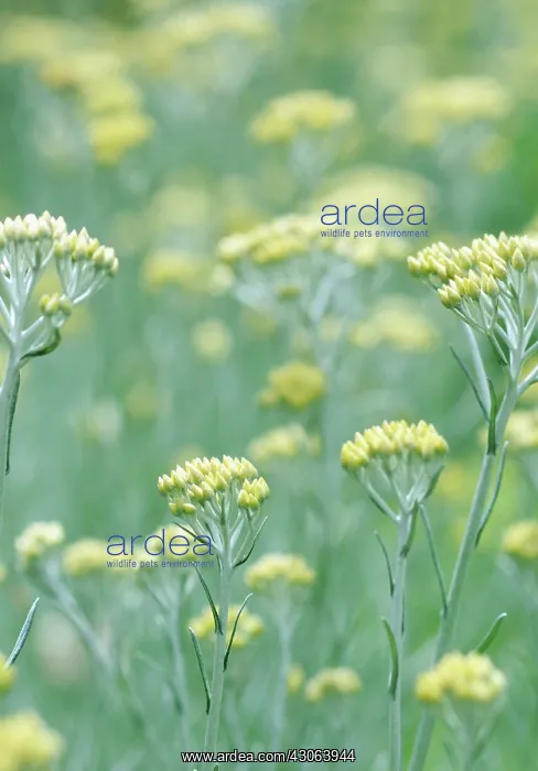 : Curryplant : Curryplant