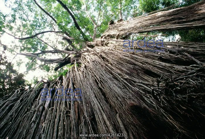 : Curtain Fig : Curtain Fig