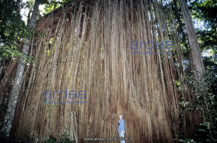 : Curtain Fig, Australia : Curtain Fig, Australia