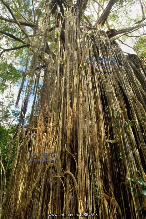 : Curtain Fig Tree - after the host tree fell over : Curtain Fig Tree - after the host tree fell over