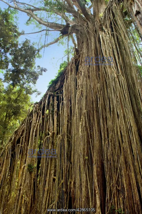 : Curtain Fig Tree - after the host tree fell over : Curtain Fig Tree - after the host tree fell over