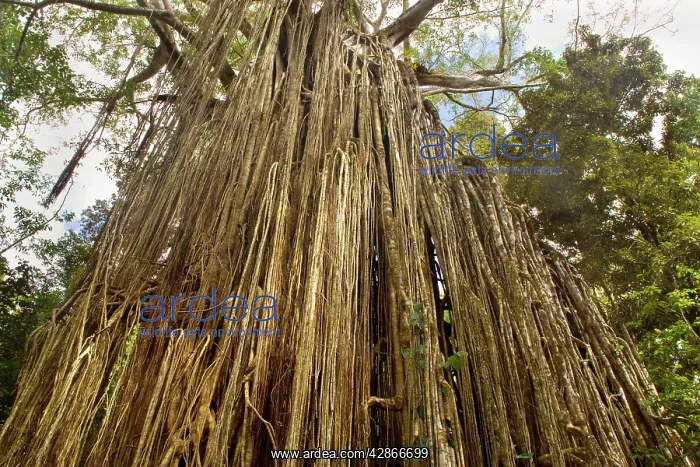 : Curtain Fig Tree - after the host tree fell over : Curtain Fig Tree - after the host tree fell over