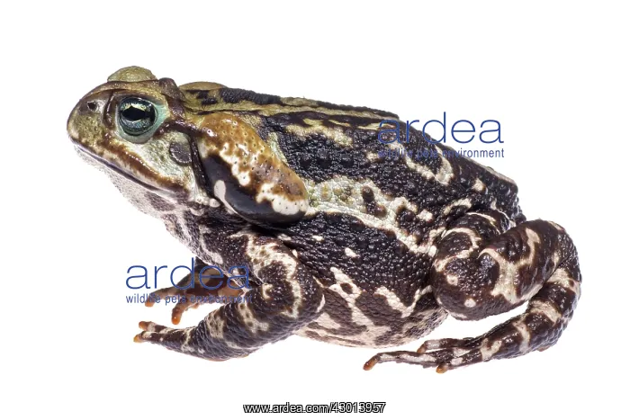 : Cururu Toad (Rhinella icterica) : Cururu Toad (Rhinella icterica)