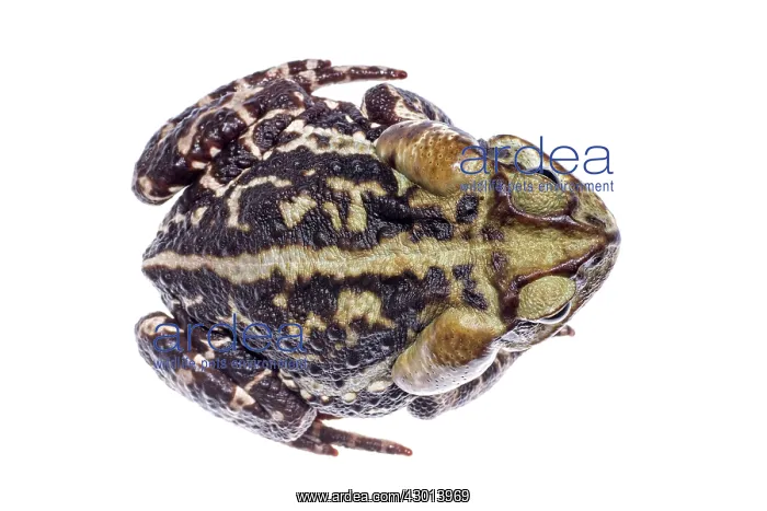 : Cururu Toad (Rhinella icterica) : Cururu Toad (Rhinella icterica)
