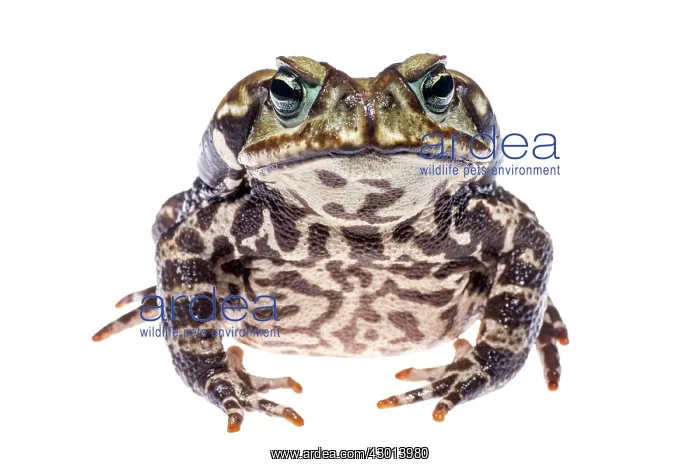 : Cururu Toad (Rhinella icterica) : Cururu Toad (Rhinella icterica)