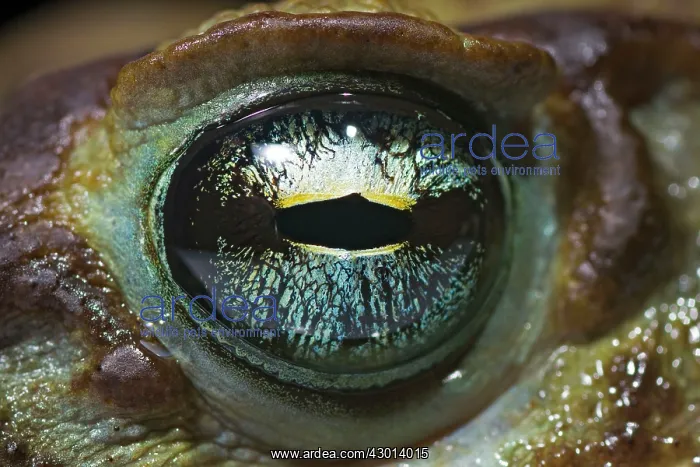 : Cururu Toad (Rhinella icterica) eye closeup : Cururu Toad (Rhinella icterica) eye closeup