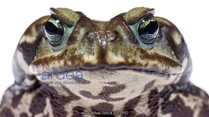 : Cururu Toad (Rhinella icterica) portrait : Cururu Toad (Rhinella icterica) portrait