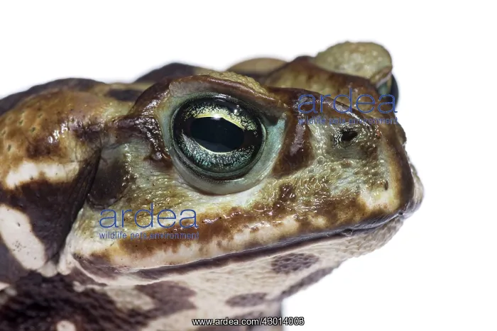 : Cururu Toad (Rhinella icterica) portrait : Cururu Toad (Rhinella icterica) portrait