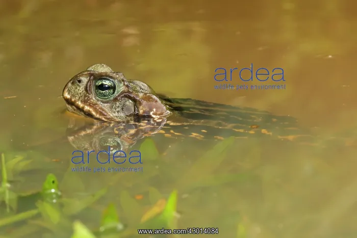 : Cururu Toad (Rhinella icterica) in water : Cururu Toad (Rhinella icterica) in water